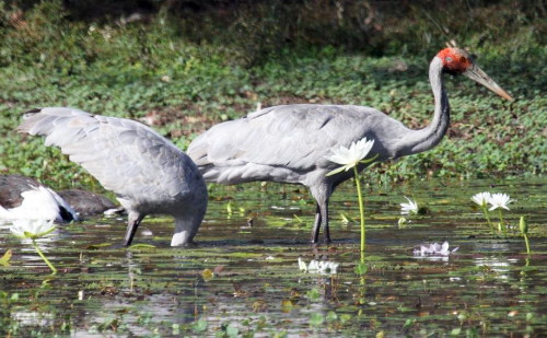 Brolgas hunitng in deep water