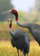 Eastern Sarus Cranes