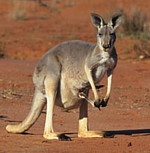 kangaroo