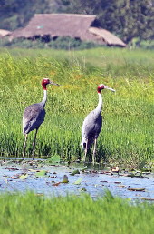 Burmese Sarus Cranes