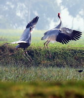 Nepal Sarus