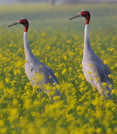 Sarus in mustard field