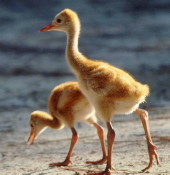 Sandhill crane chicks