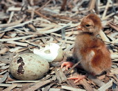 Sandhill Crane chick