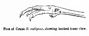 Sarus foot