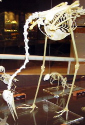 Sarus Crane skeleton