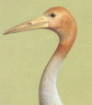 Young Sarus