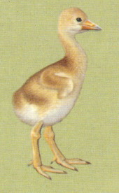 Sarus Chick