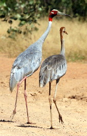 Sarus crossing road