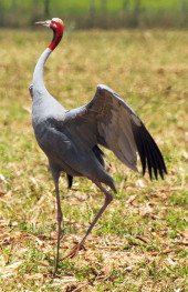 Sarus, wing spread