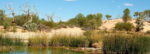 Desert waterhole