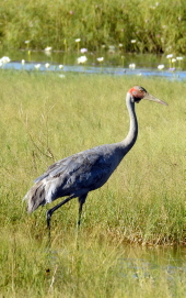 Brolga, Gregory-Nicholson River