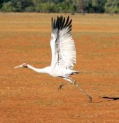Brolga in run-up pre takeoff