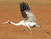 Brolga in run-up pre takeoff