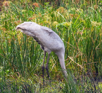 Brolga probing tubers