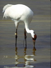 Whooping Crane