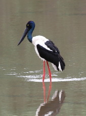 Black-necked Stork