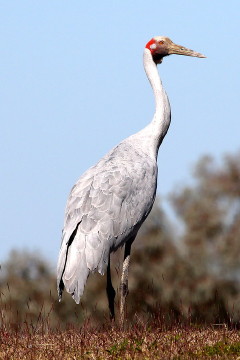 Brolga near Winton, Qld