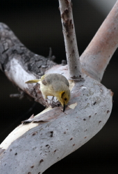 Yellow-tinted Honeyeater